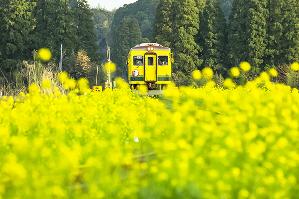 いすみ鉄道と菜の花